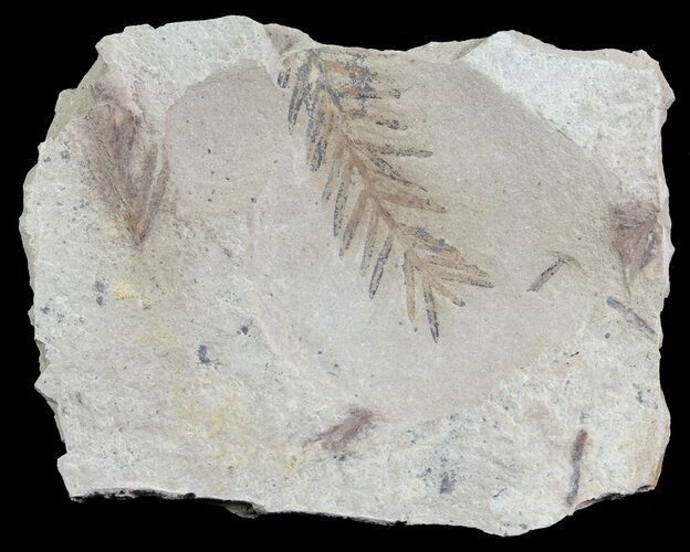 Metasequoia (Dawn Redwood) Fossil - Montana #62292